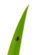 coccinelle