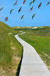 Weg in den Dünen