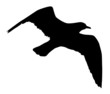 Pájaro volando