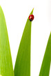 coccinelle
