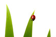 coccinelle