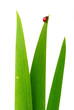 herbe
