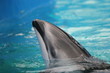 DOLPHINS