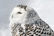 Snowy Owl