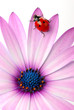 coccinelle