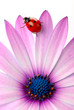 coccinelle et fleur