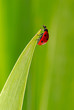 coccinelle