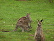 Kangeroo with Baby