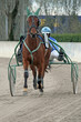 horse race