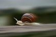 speed