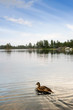 Swimming Duck