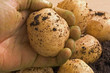 organic potatoe
