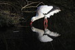 Storch