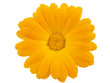 Foto: View of a yellow marigold isolated on white View of a yellow marigold isolated on white