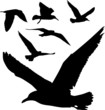 Vector: Some silhouettes of seagulls flying Some silhouettes of seagulls flying