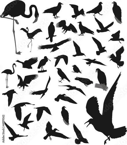 Vector: Lot of vector silhouettes of birds Lot of vector silhouettes of birds