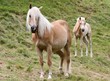 Haflinger Stute mit Fohlen auf Bergweide