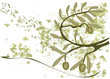Olives on the branch vector background
