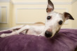 whippet on a cushion
