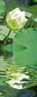 fleur blanche de lotus fleur blanche de lotus