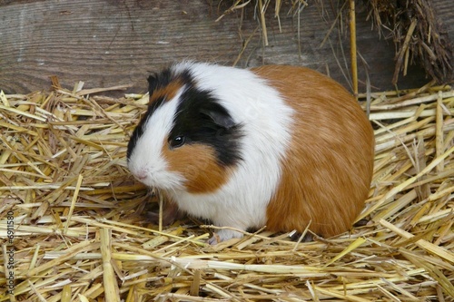 Meerschweinchen Meerschweinchen