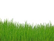 herbes avec des gouttelettes de rosée herbes avec des gouttelettes de rosée