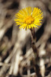 Tussilage Tussilage