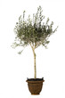 Olive Tree