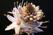 Fleur d'asphodèle