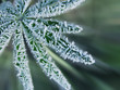 Crystals of ice on a green sheet in the form of a fan