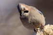 Eurasian Jay