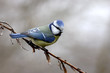 Parus caeruleus