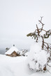 Winter landscape