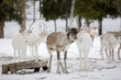 Reindeer