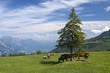 Horses in the mountains Horses in the mountains