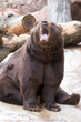 Photo: Roaring bear Roaring bear