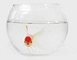 goldfish in bocal
