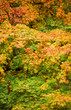 Japanese Maple (Acer Palmatum)