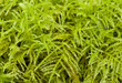Green Moss