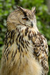 Photo: Great horned owl portrait Great horned owl portrait