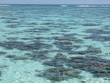lagon coralien lagon coralien