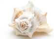 big shell