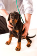 Vet listening to Puppy's heart and lungs with a stethoscope
