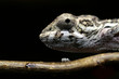 chameleon