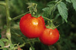 Photo en ligne au meilleur prix tomate