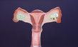 Female reproductive system