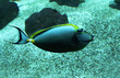 Photo en ligne au meilleur prix poisson double queue
