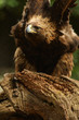 Photo: Fierce golden eagle Fierce golden eagle