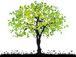 Tree silhouette old, grass, summer
