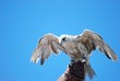 oiseau proie oiseau proie